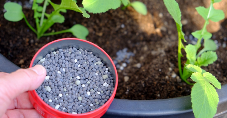 キュウリの追肥と土寄せ方法 | 家庭菜園QA解決まとめ！ | 野菜の育て方・栽培方法
